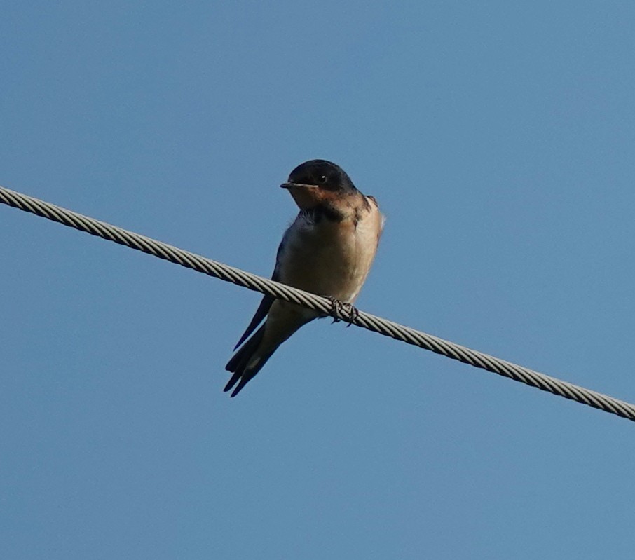 Golondrina Común - ML638491406