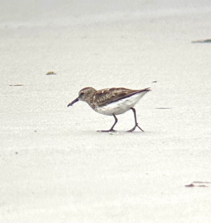 Western Sandpiper - ML638491408