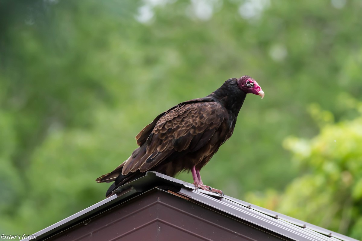 Turkey Vulture - ML638491427