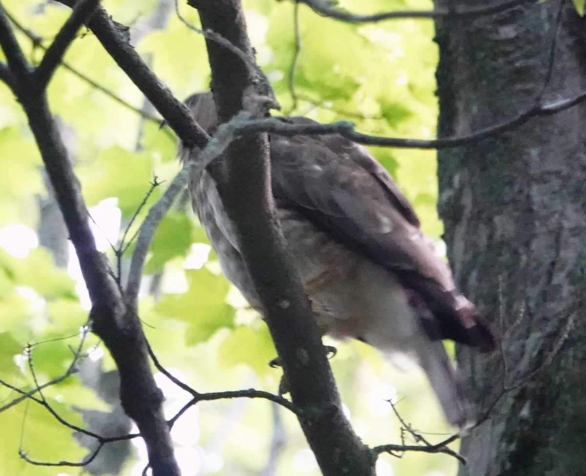 Broad-winged Hawk - ML638491467