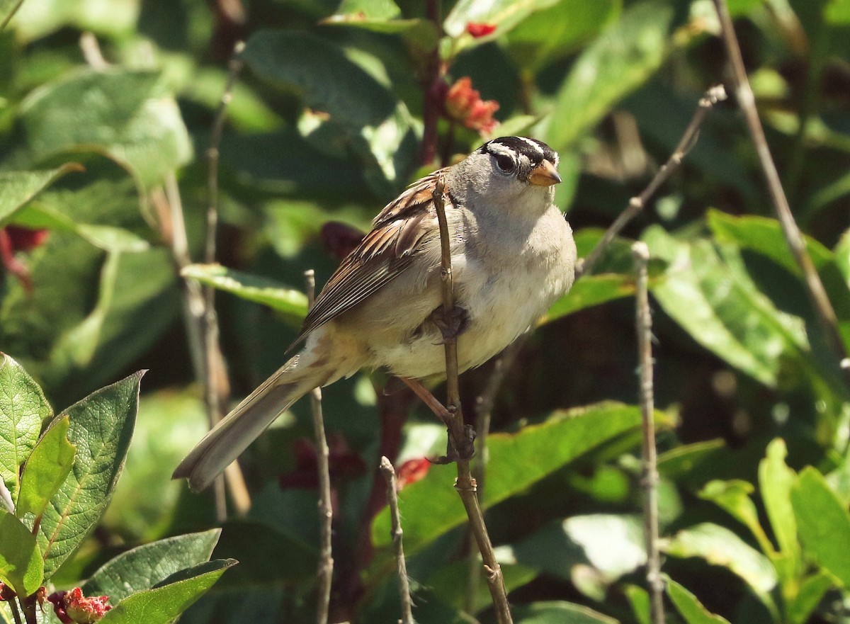 White-crowned Sparrow - ML638491486
