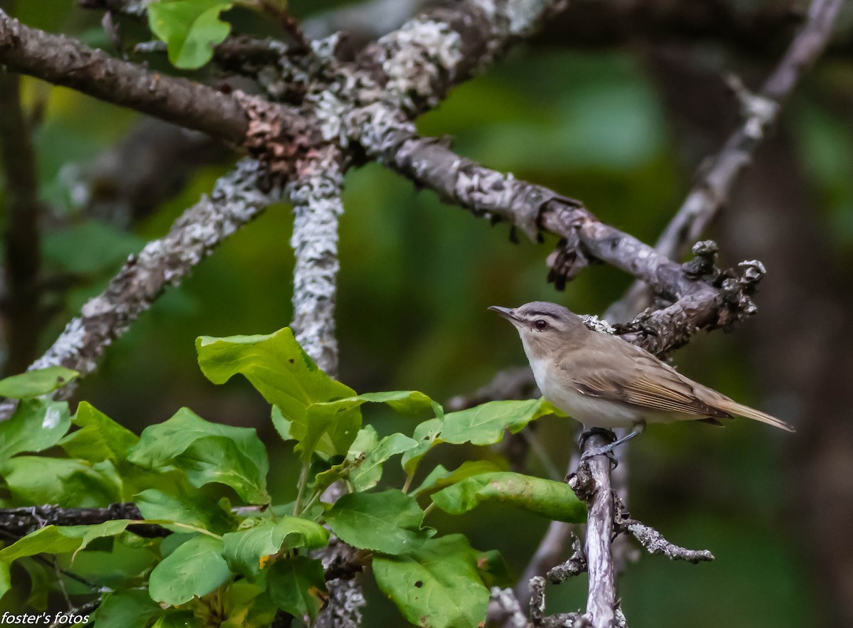 Red-eyed Vireo - ML638491489
