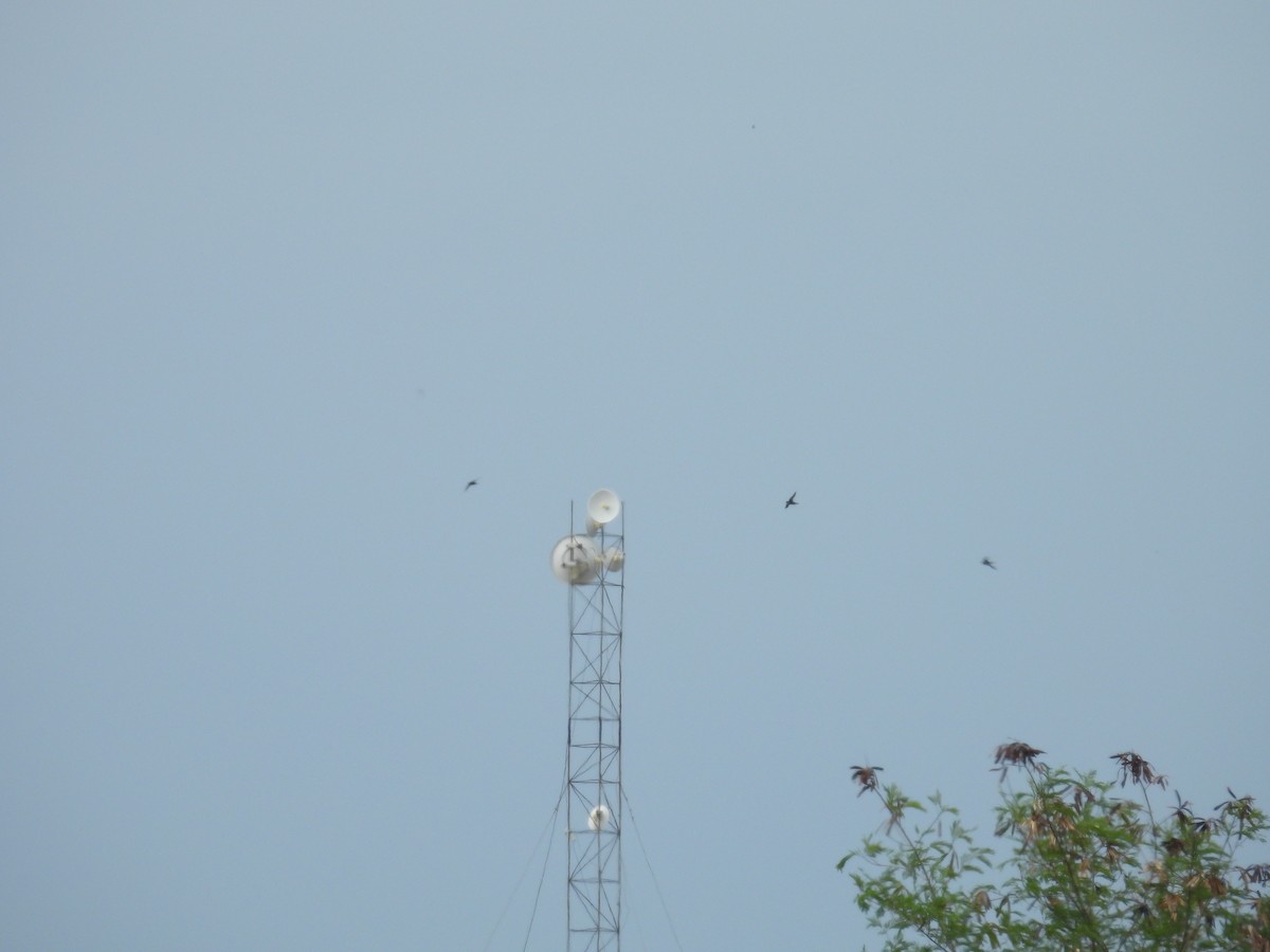 White-collared Swift - ML638491497