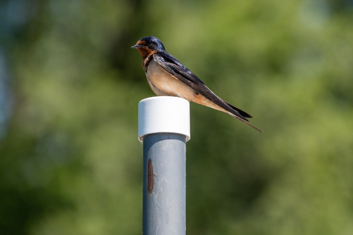 Golondrina Común - ML638491516