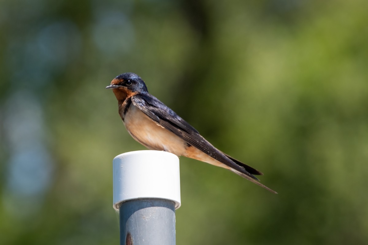 Golondrina Común - ML638491517