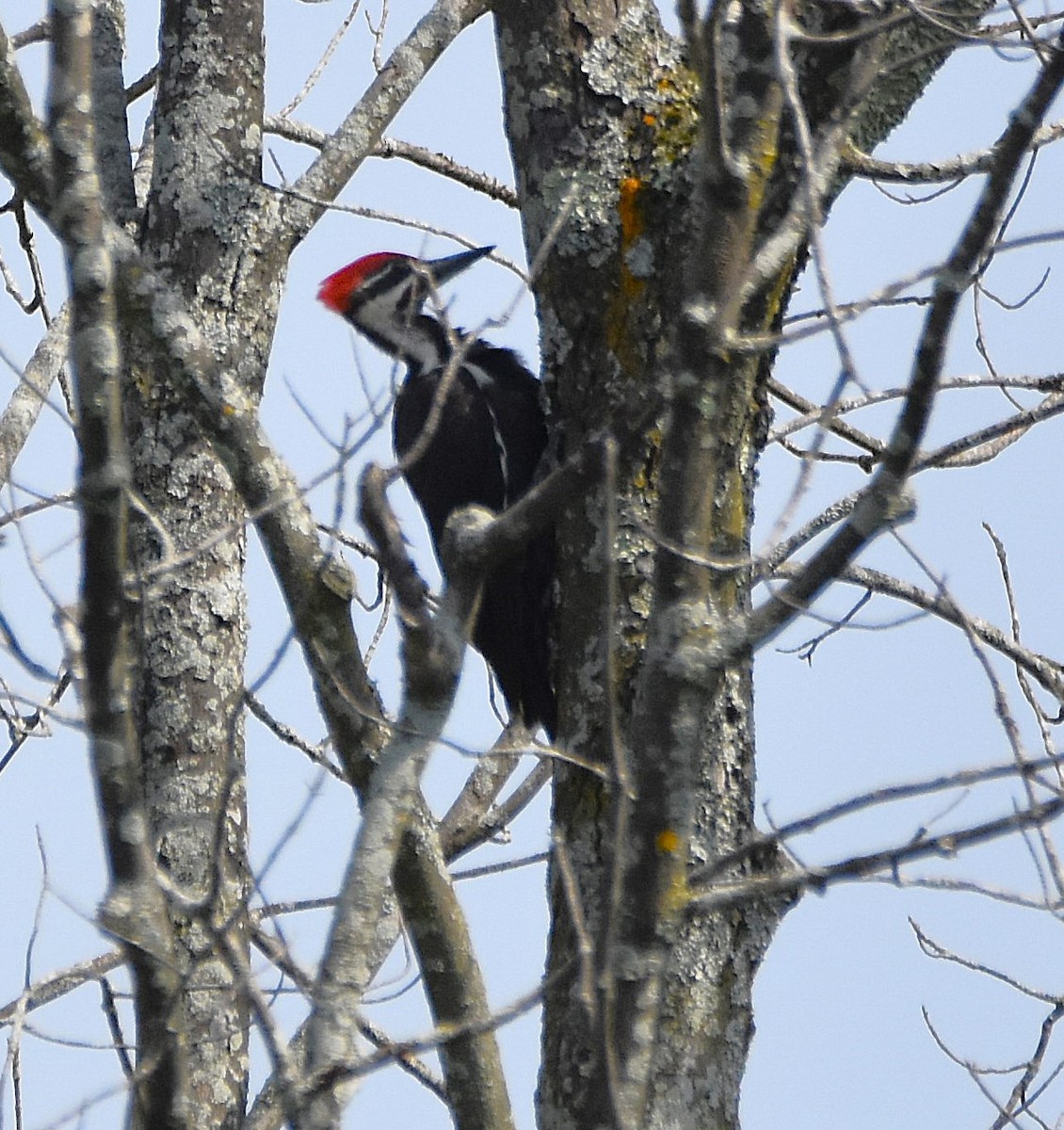 Pileated Woodpecker - ML638491519