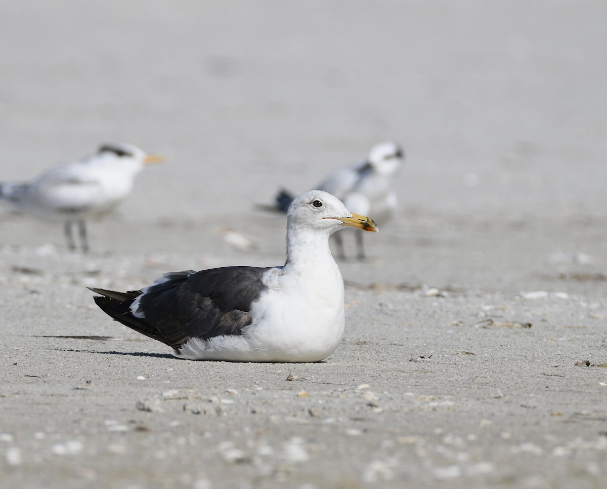 Lesser Black-backed Gull - ML638491520