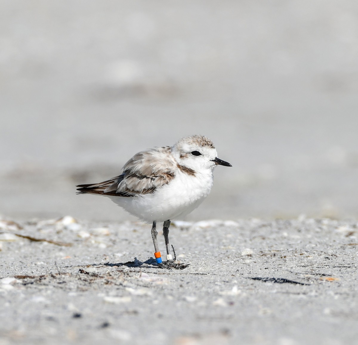 Snowy Plover - ML638491526