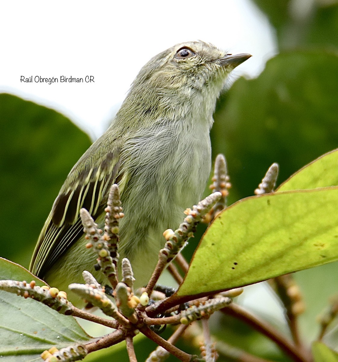Mistletoe Tyrannulet - ML638491545