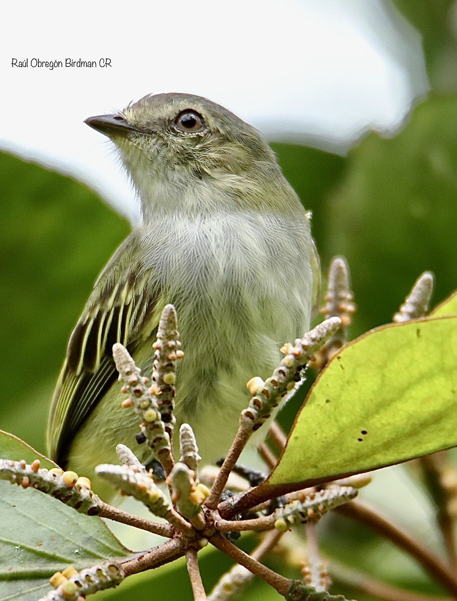 Mistletoe Tyrannulet - ML638491546