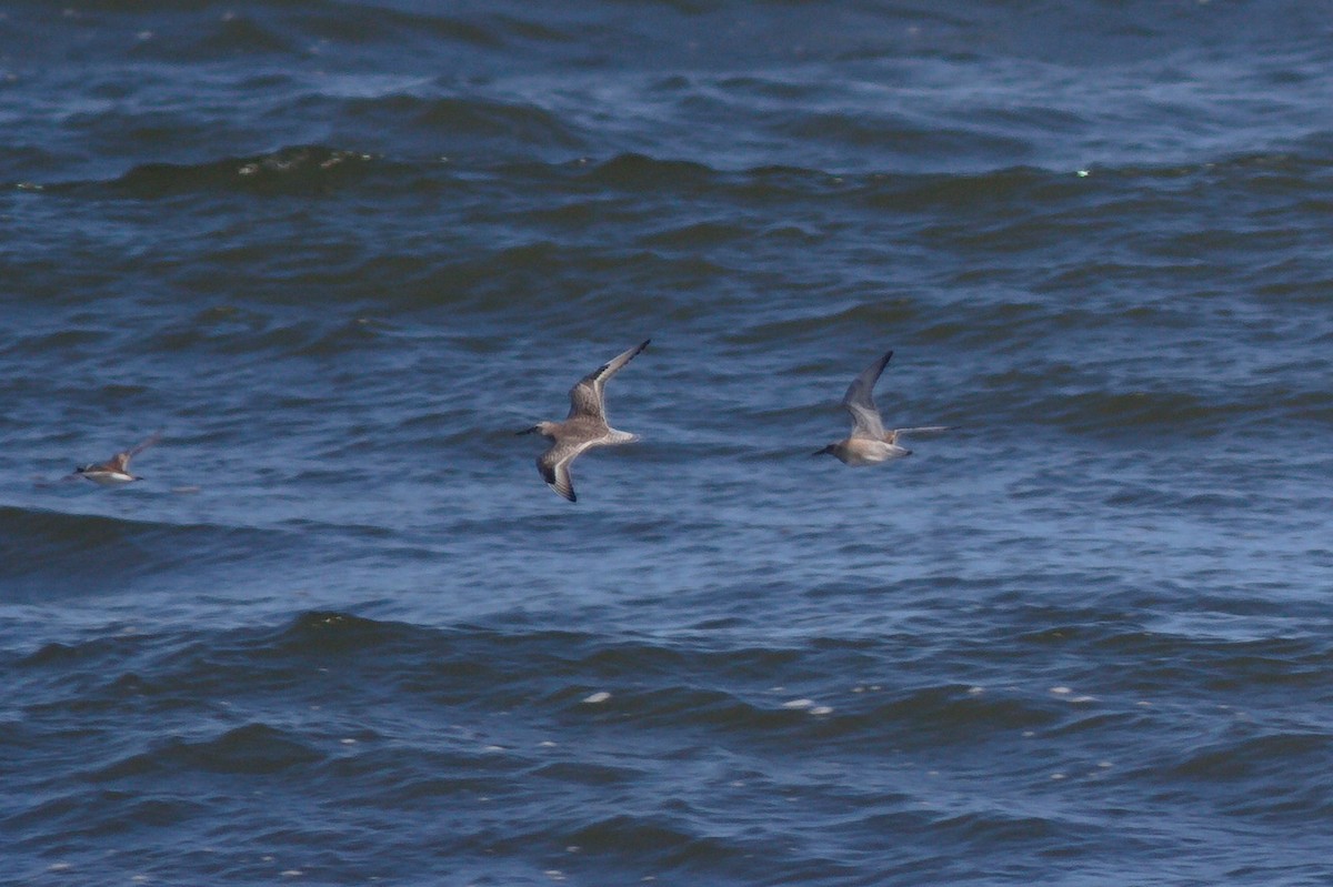 Red Knot - ML638491554