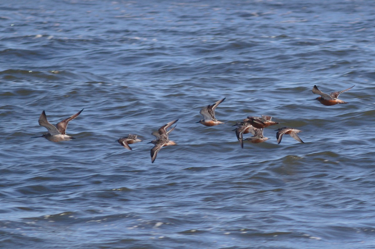 Red Knot - ML638491555