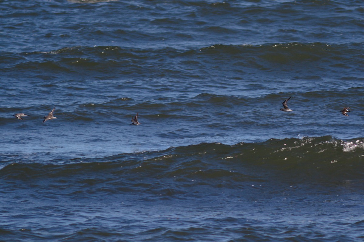 Red Knot - ML638491556