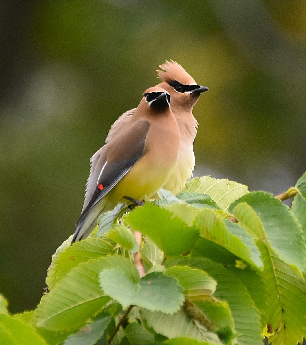 Cedar Waxwing - ML638491557