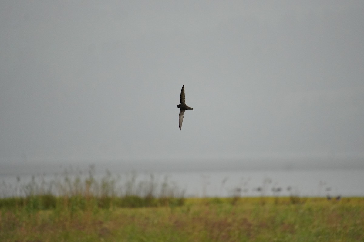 Common Swift - ML638491569
