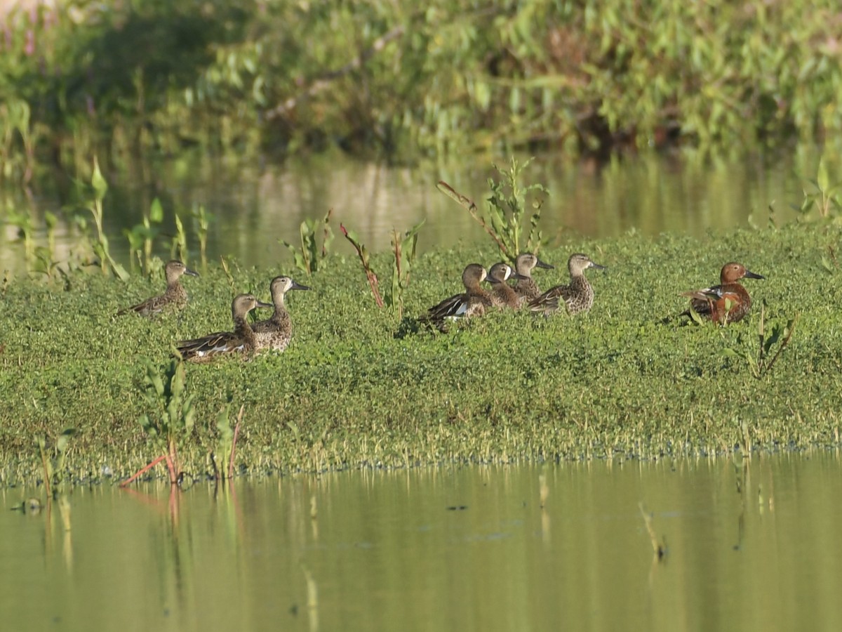 Blue-winged Teal - ML638491581