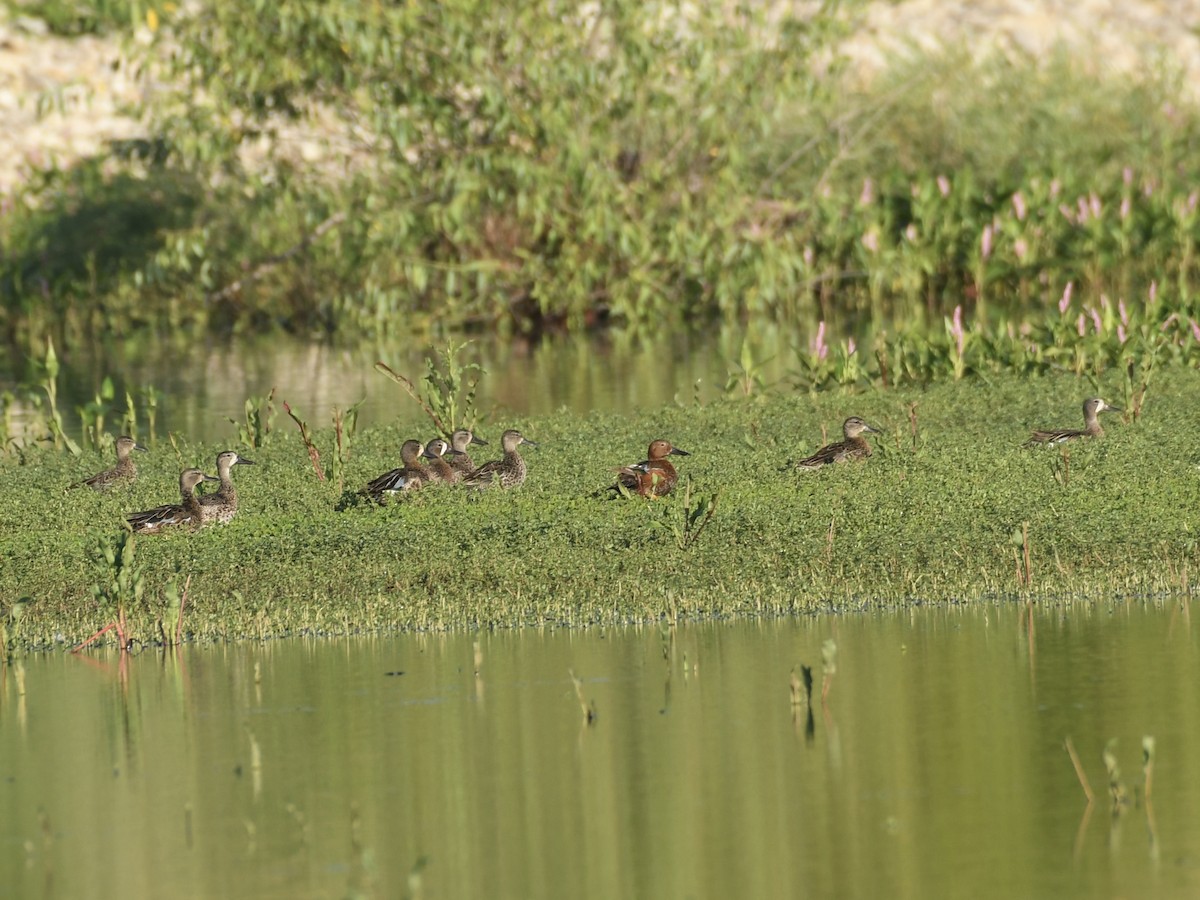 Blue-winged Teal - ML638491582
