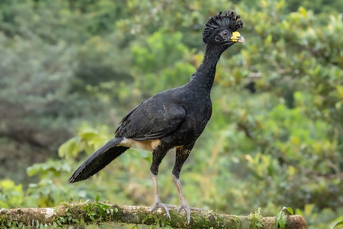 Great Curassow - ML638491590