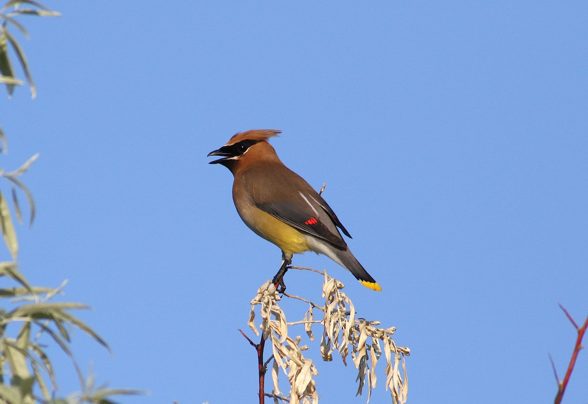 Cedar Waxwing - ML638491609