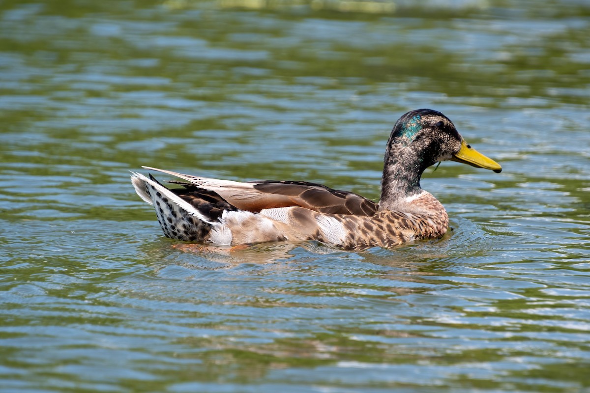 Mallard - ML638491636