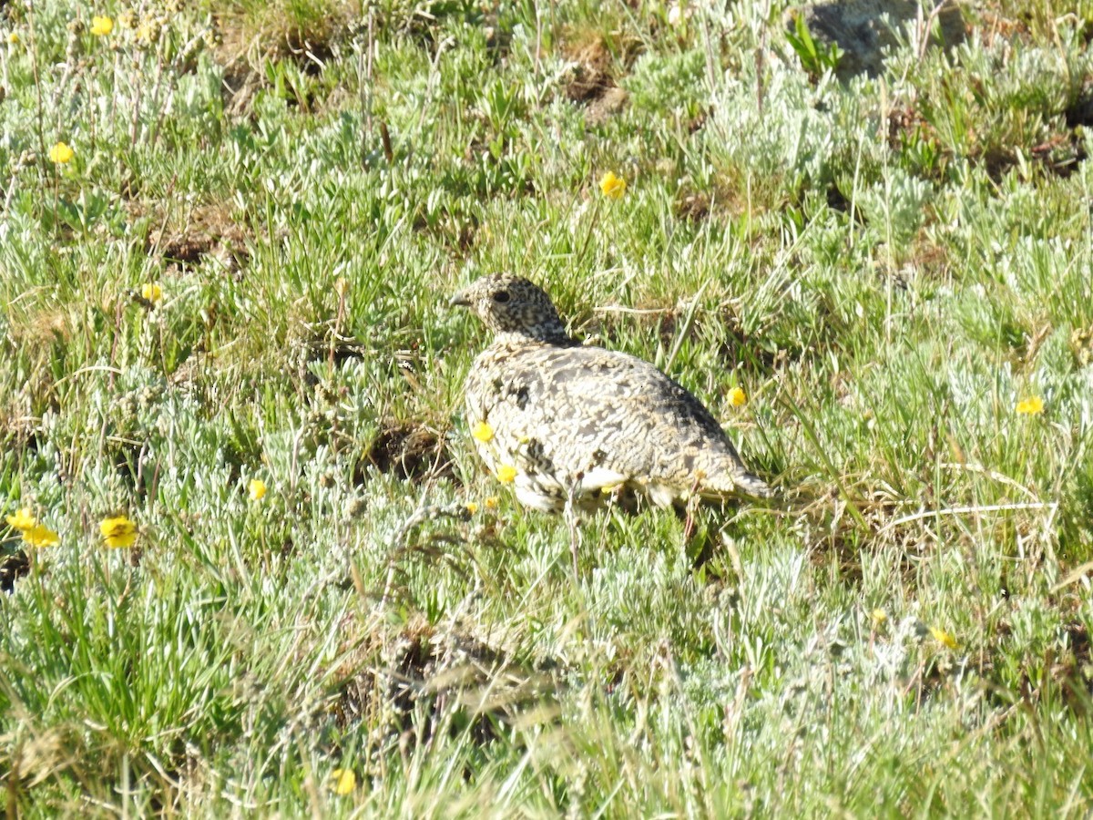 White-tailed Ptarmigan - ML638491662