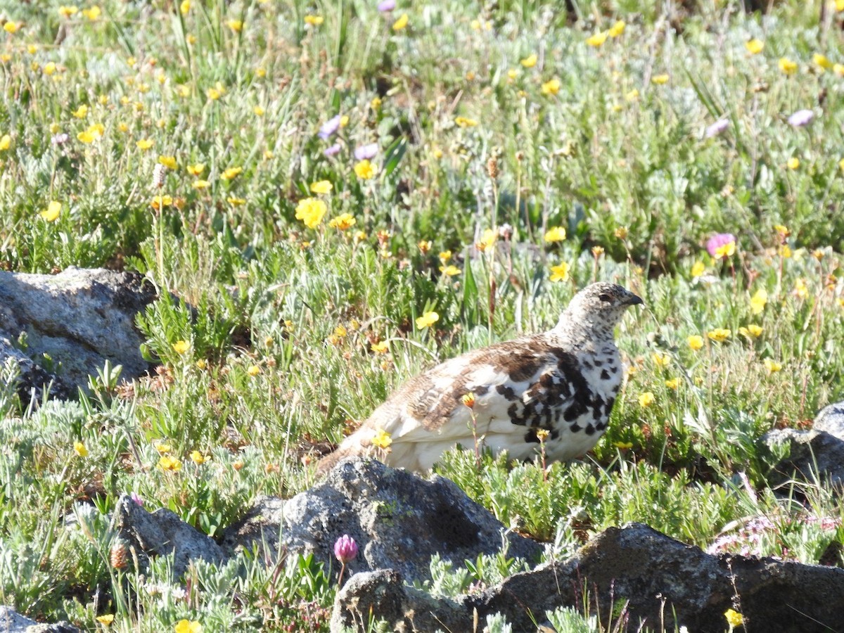 White-tailed Ptarmigan - ML638491664