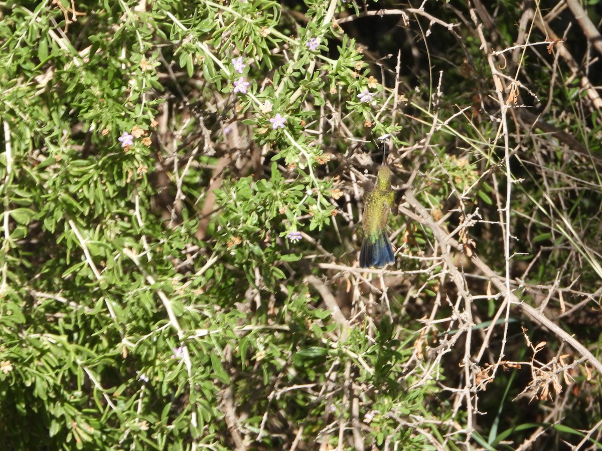Broad-billed Hummingbird - ML638491678