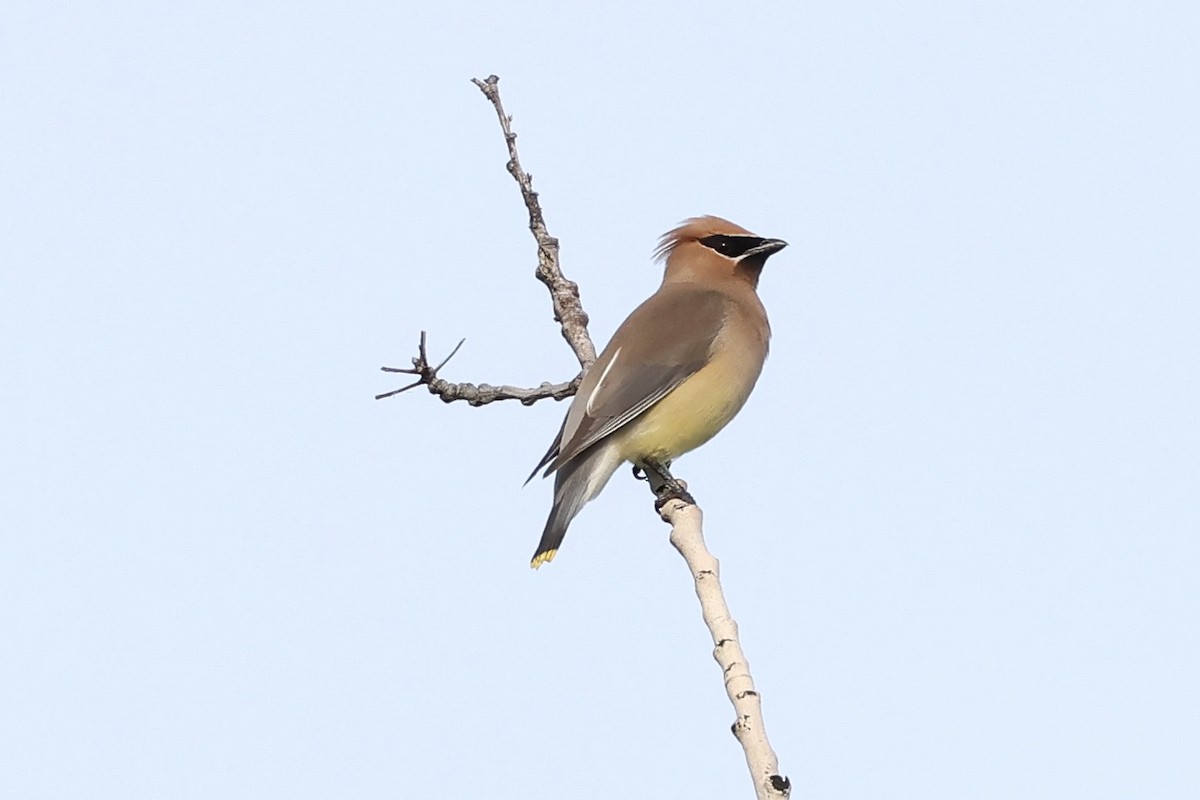 Cedar Waxwing - ML638491683