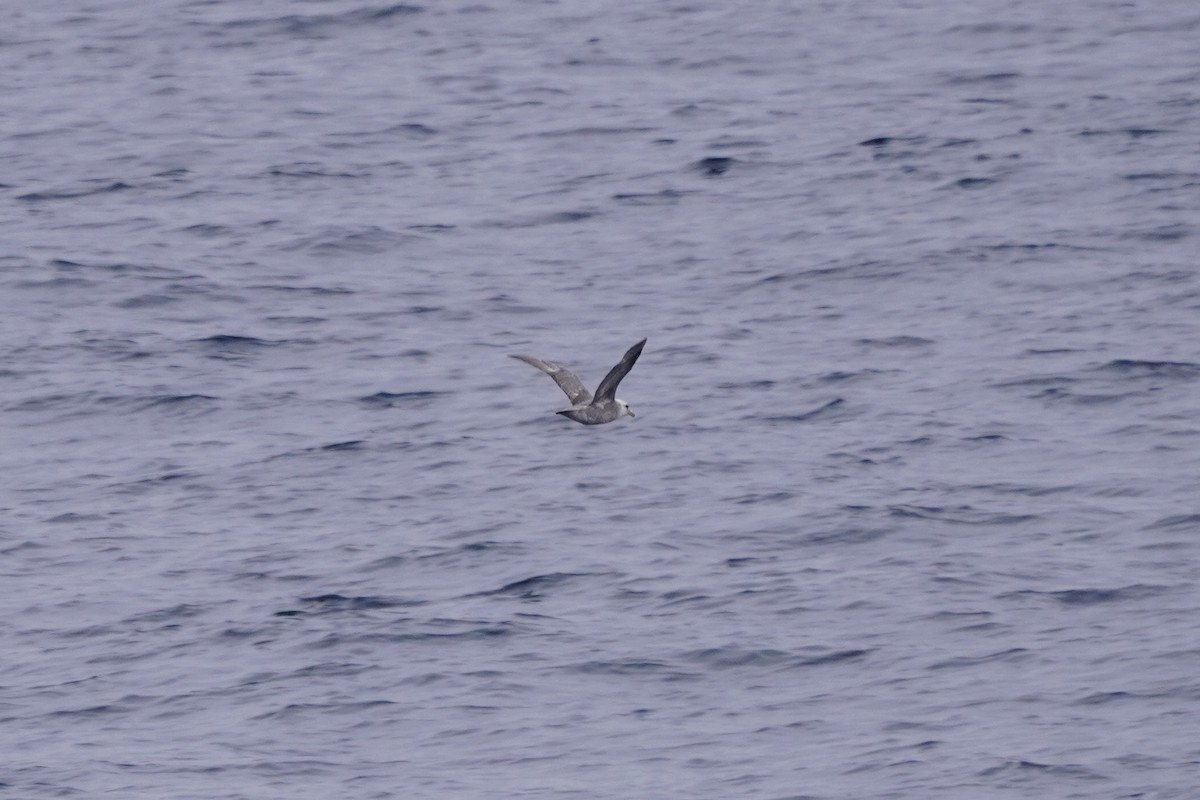 Northern Fulmar - ML638491684