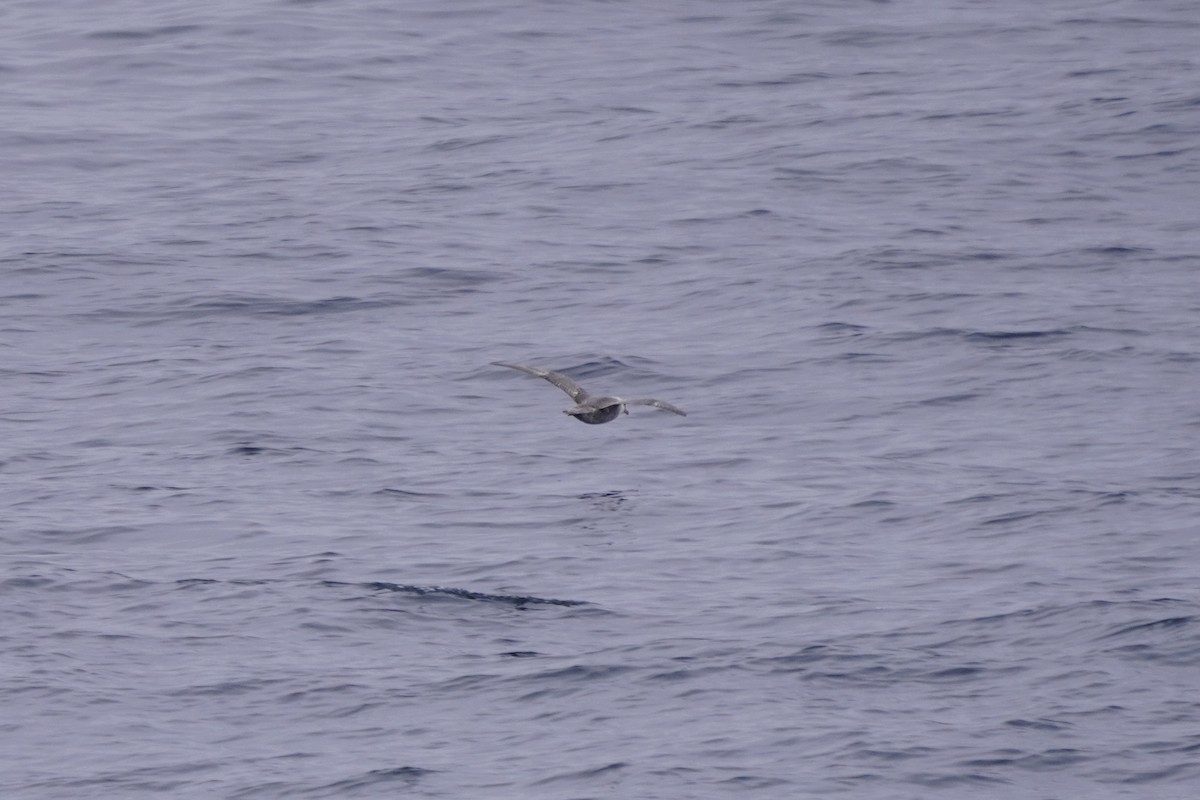 Northern Fulmar - ML638491685