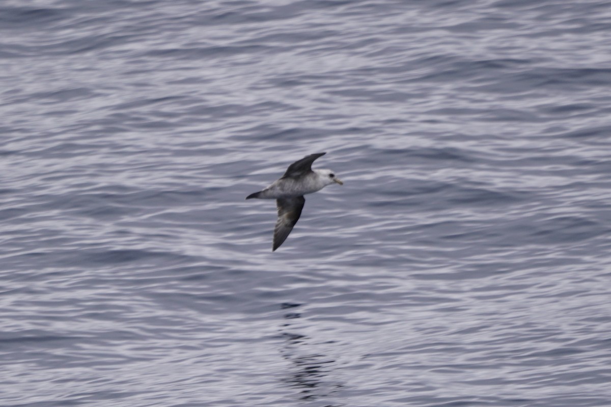 Northern Fulmar - ML638491699