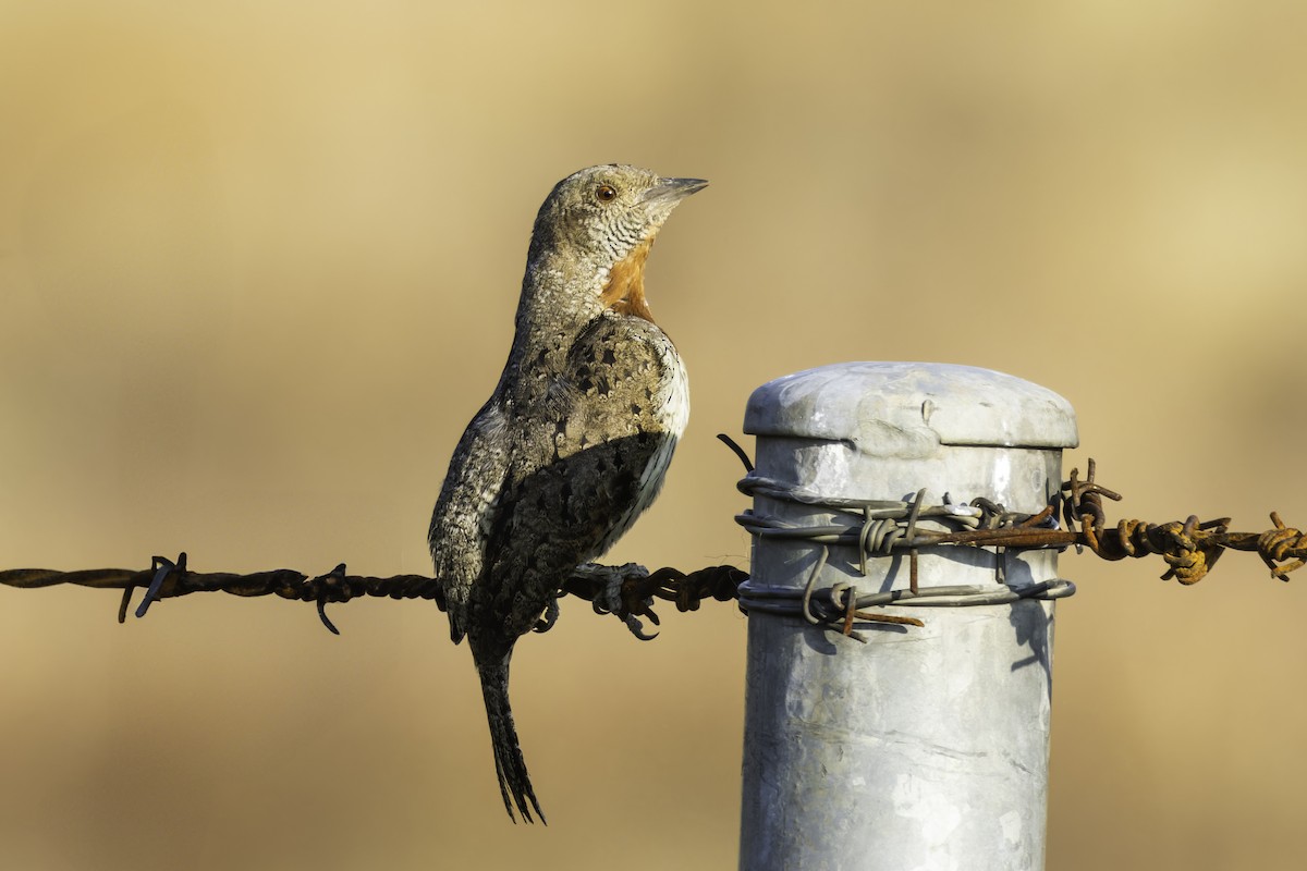Red-throated Wryneck - ML638491719