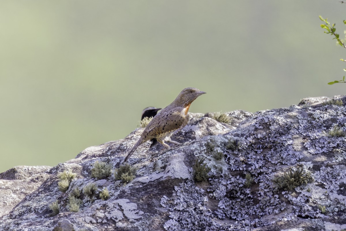 Red-throated Wryneck - ML638491720