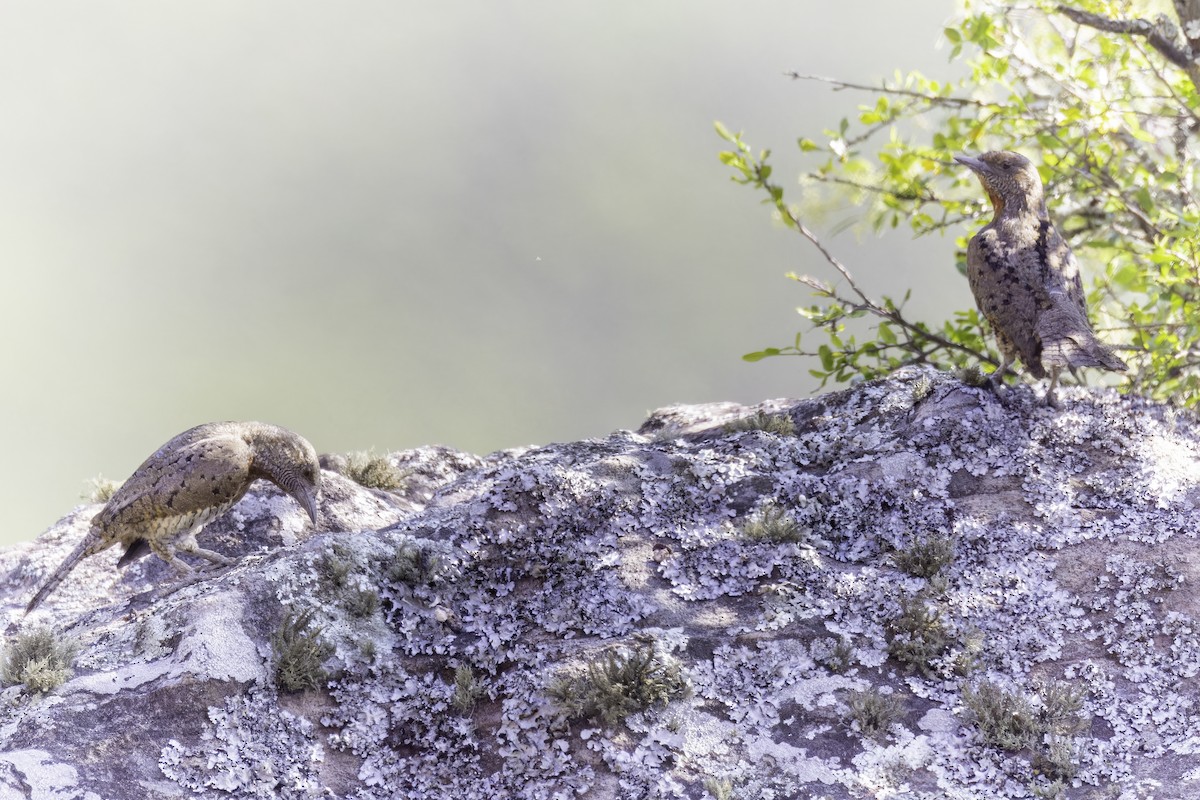 Red-throated Wryneck - ML638491721
