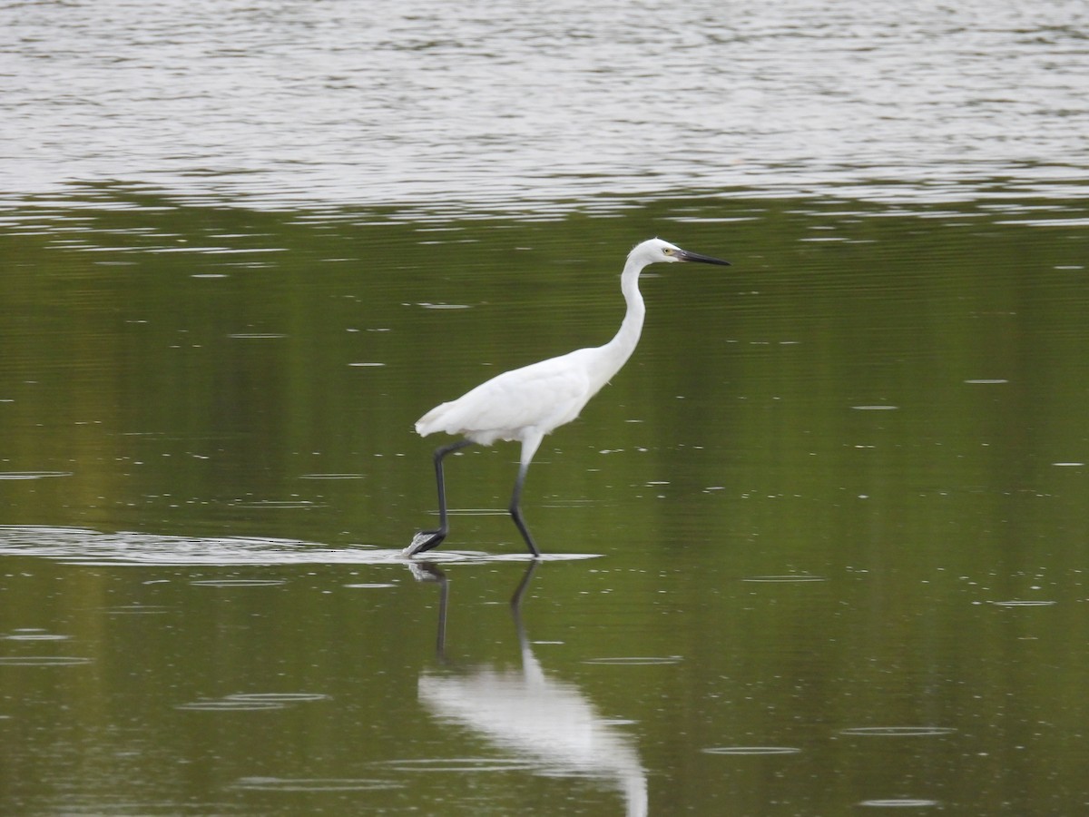 Reddish Egret - ML638491728