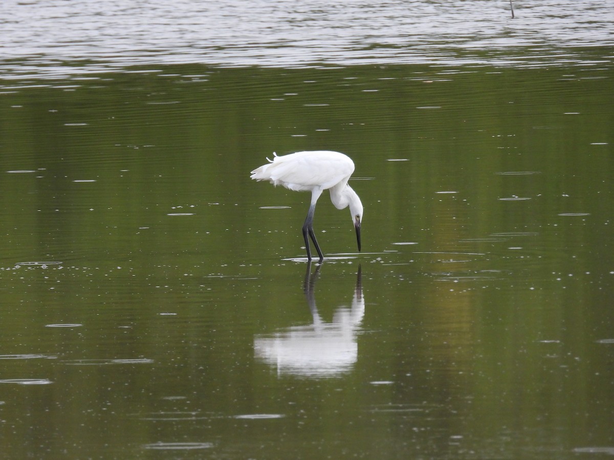 Reddish Egret - ML638491730