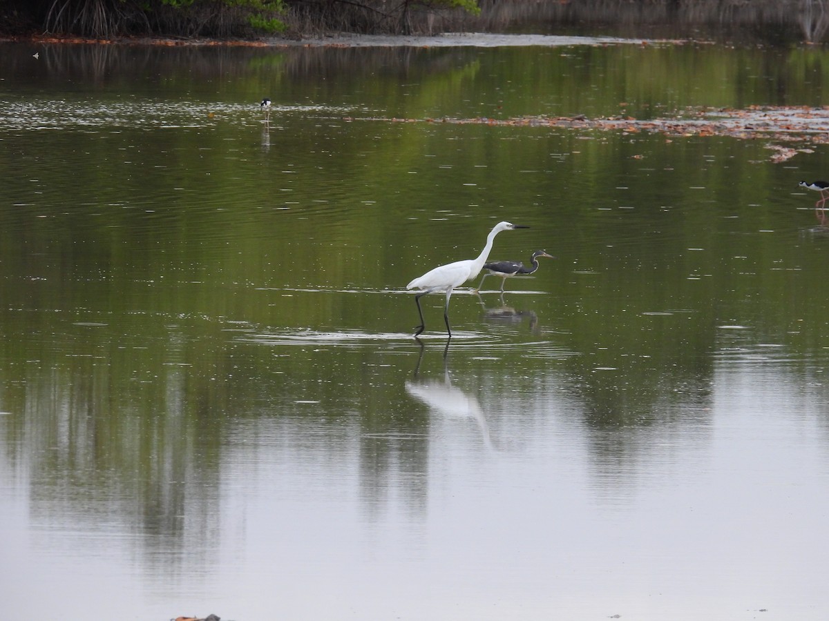 Reddish Egret - ML638491734