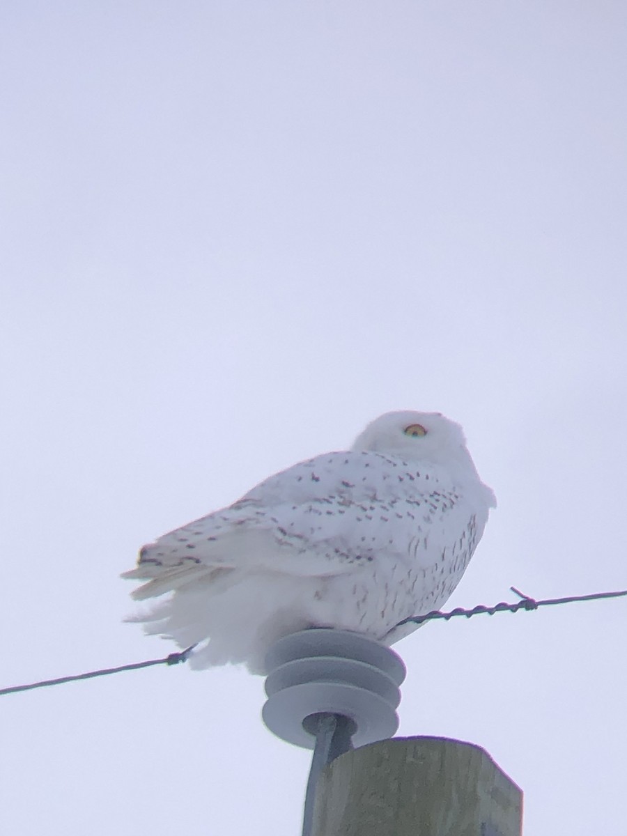 Snowy Owl - ML638491757
