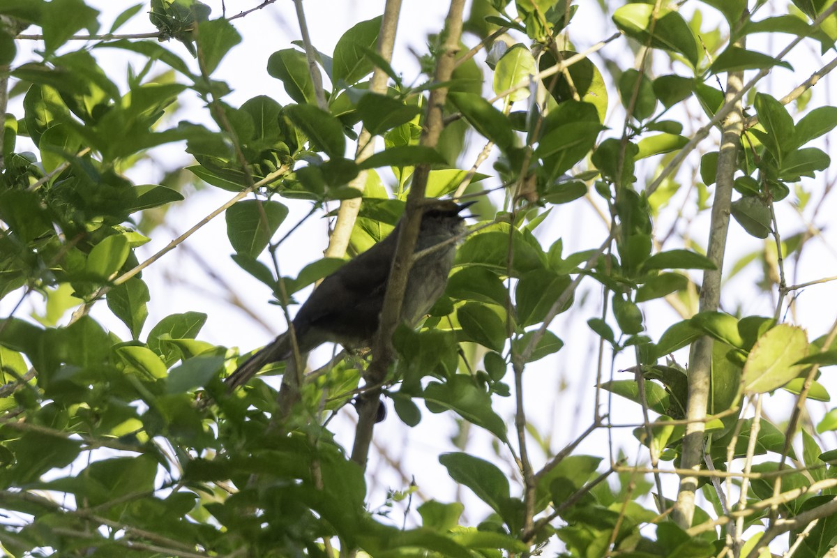 Barratt's Warbler - ML638491778
