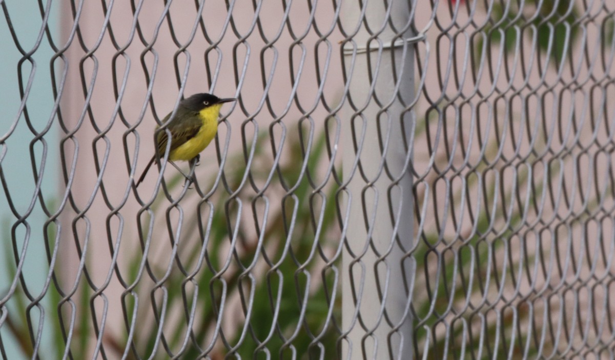 Common Tody-Flycatcher - ML638491783