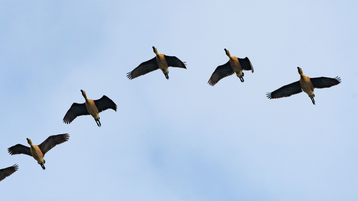 Fulvous Whistling-Duck - ML638491790