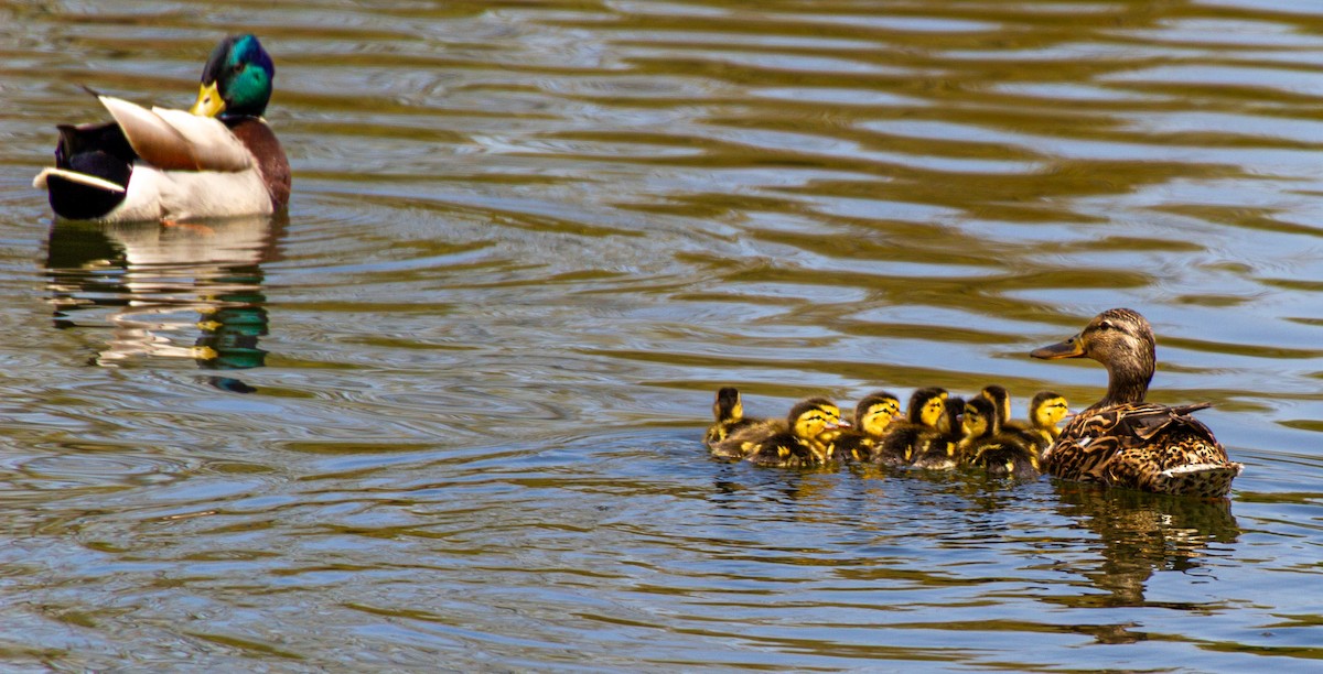 Mallard - ML638491805