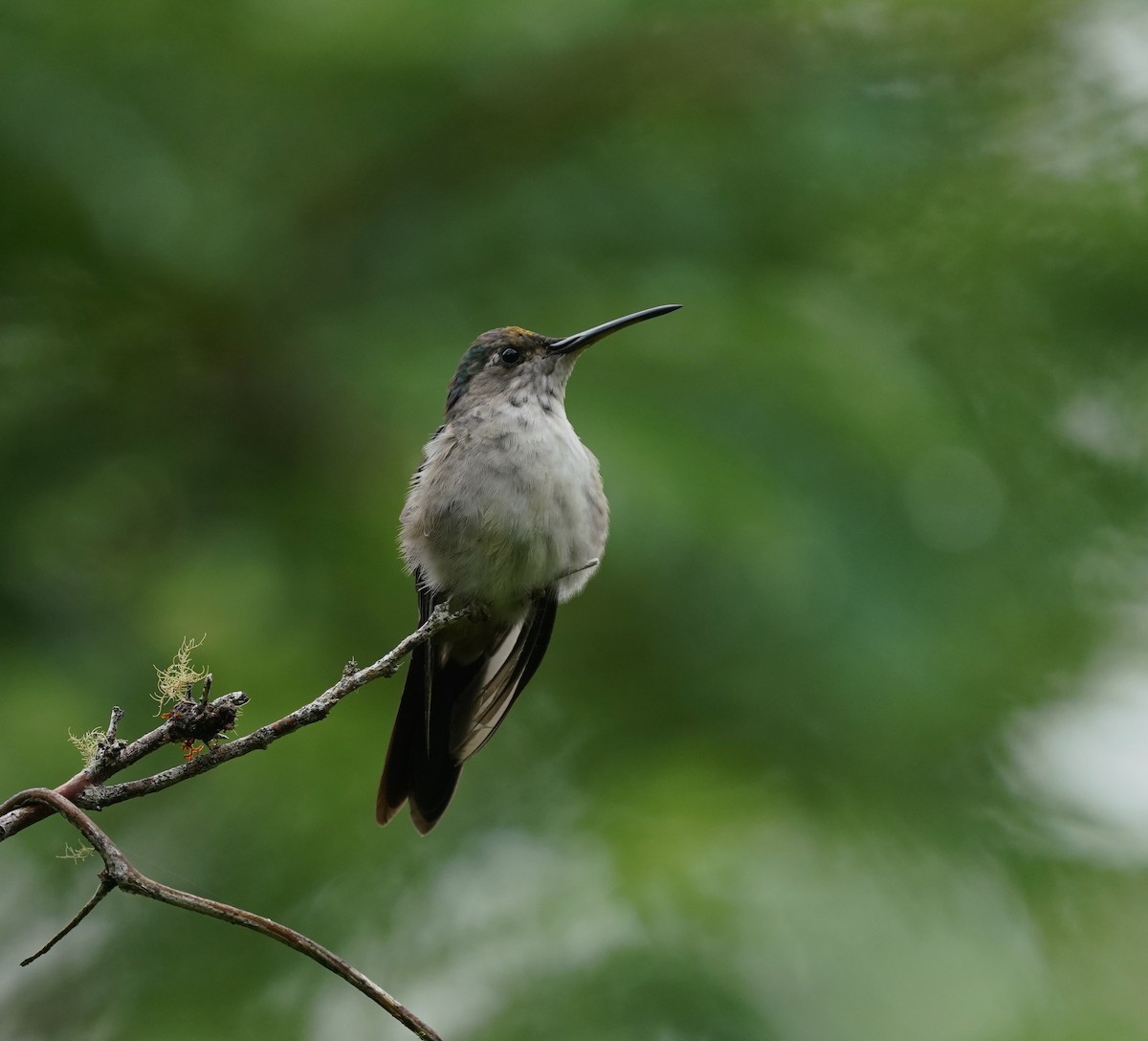 Wedge-tailed Sabrewing (Long-tailed) - ML638491813