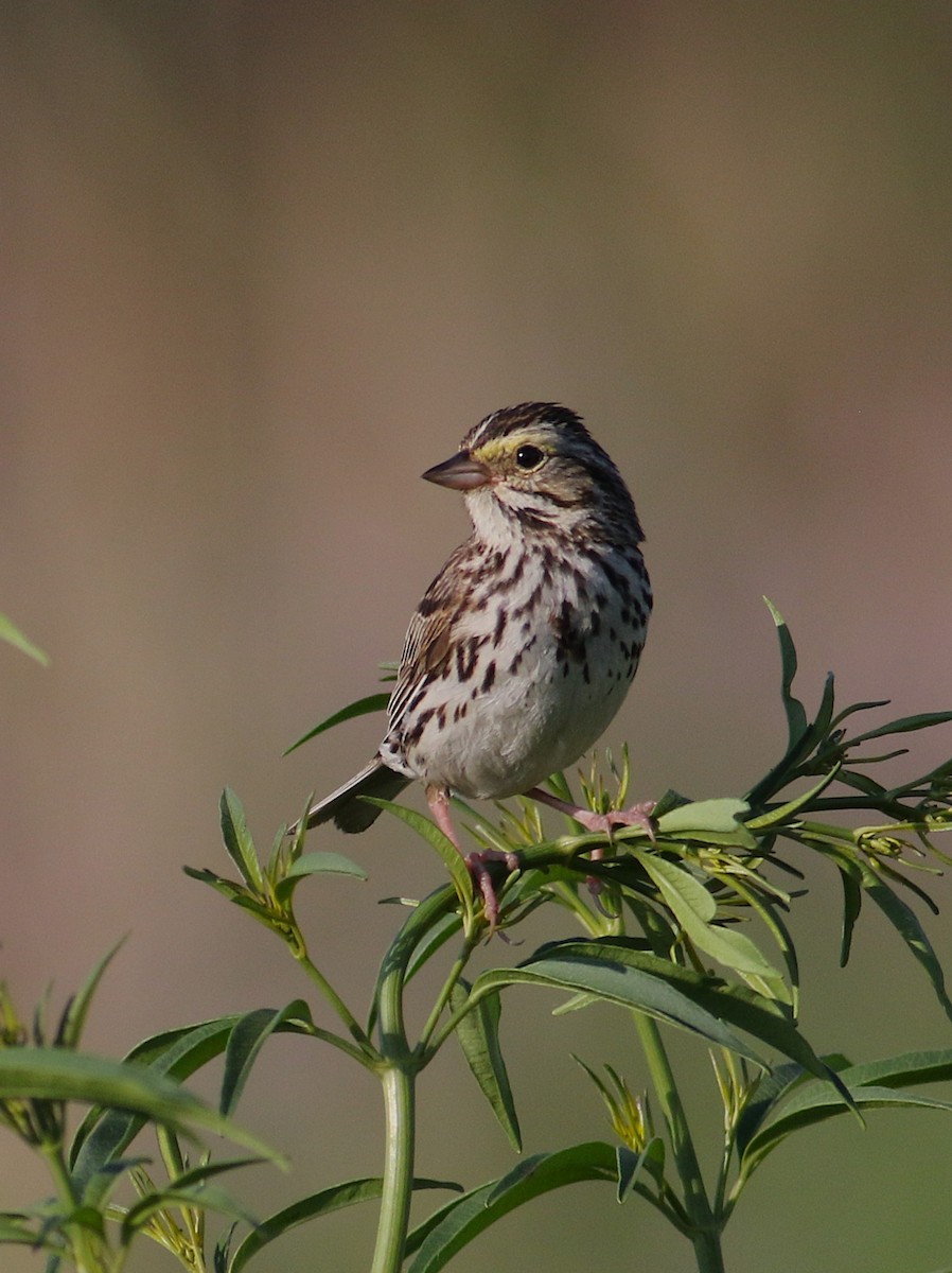 Savannah Sparrow - ML638491815