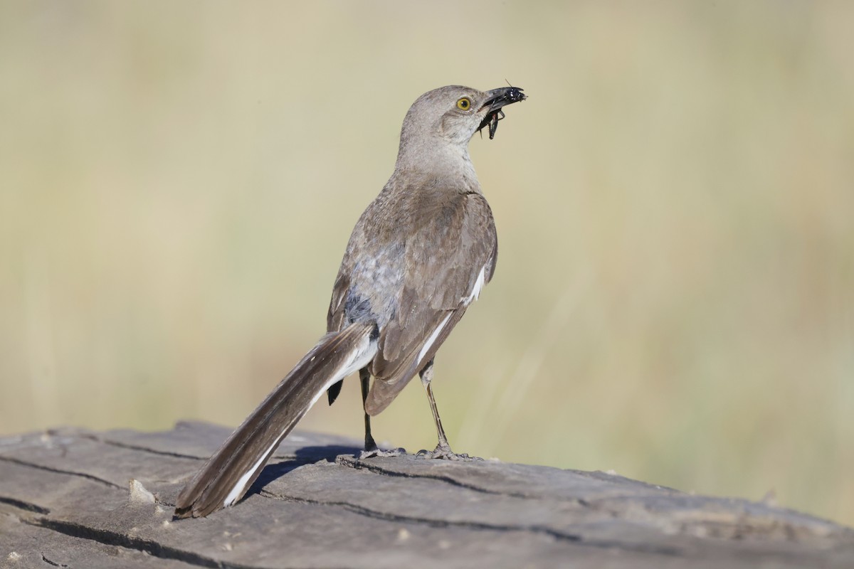sangspottefugl - ML638491819