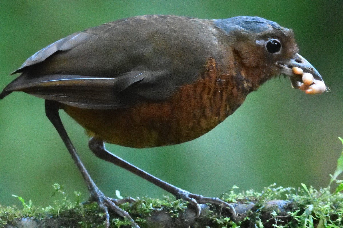 Giant Antpitta - ML638491825