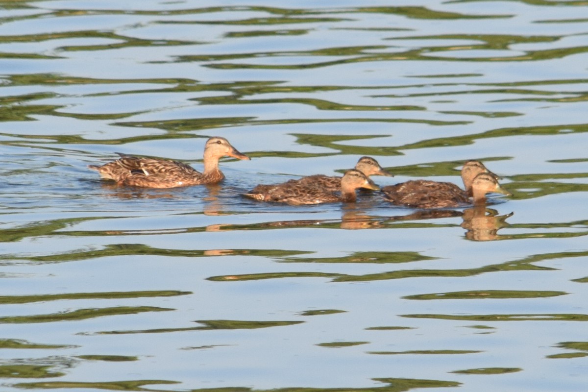 Mallard - ML638491847