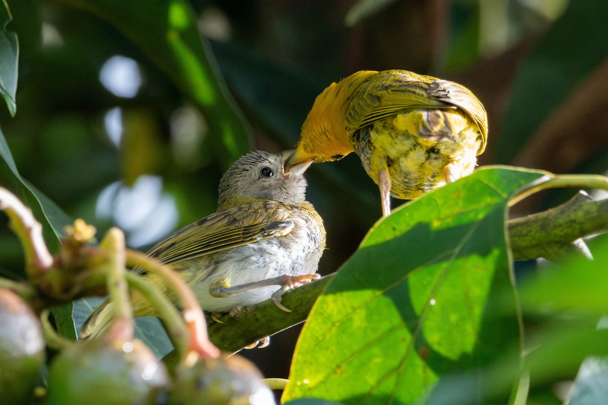 Saffron Finch - ML638491855