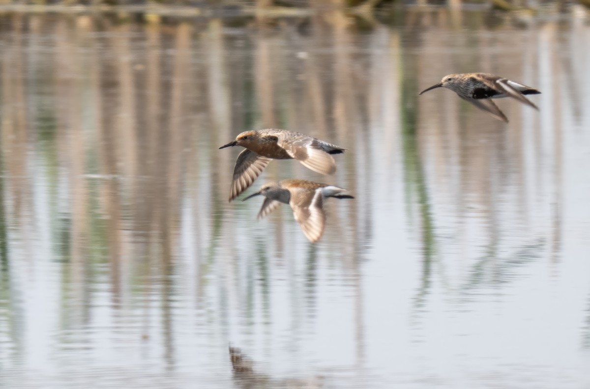 Red Knot - ML638491872