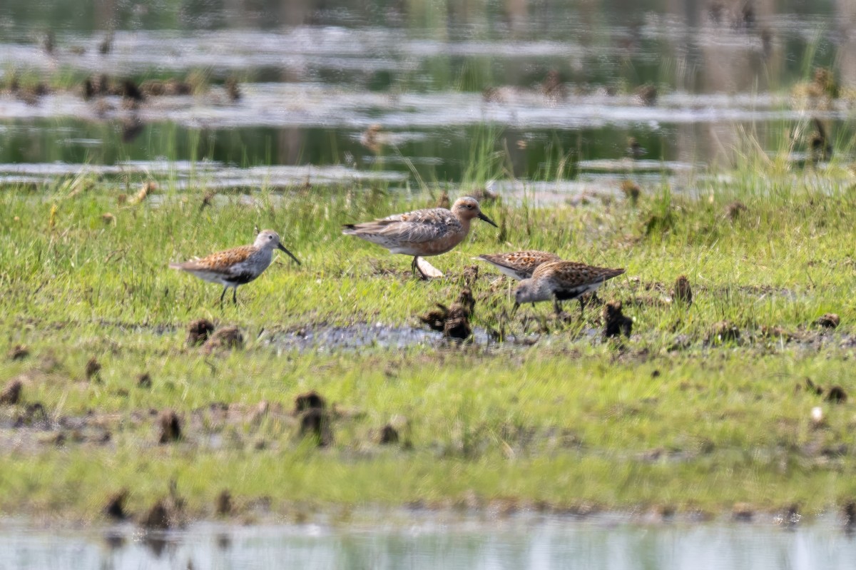 Red Knot - ML638491873